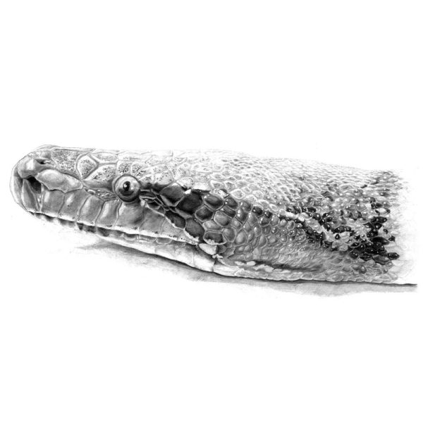Pitón de Brongersmai